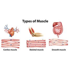 Musculoskeletal System-Anatomy of the Muscles | The Great Courses Plus